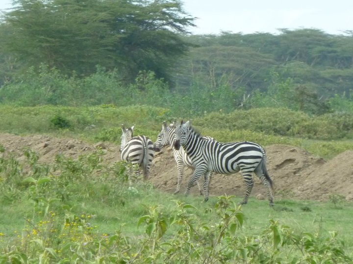 Hippo Camp Naivasha